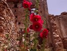Solitary flower on Spinalonga